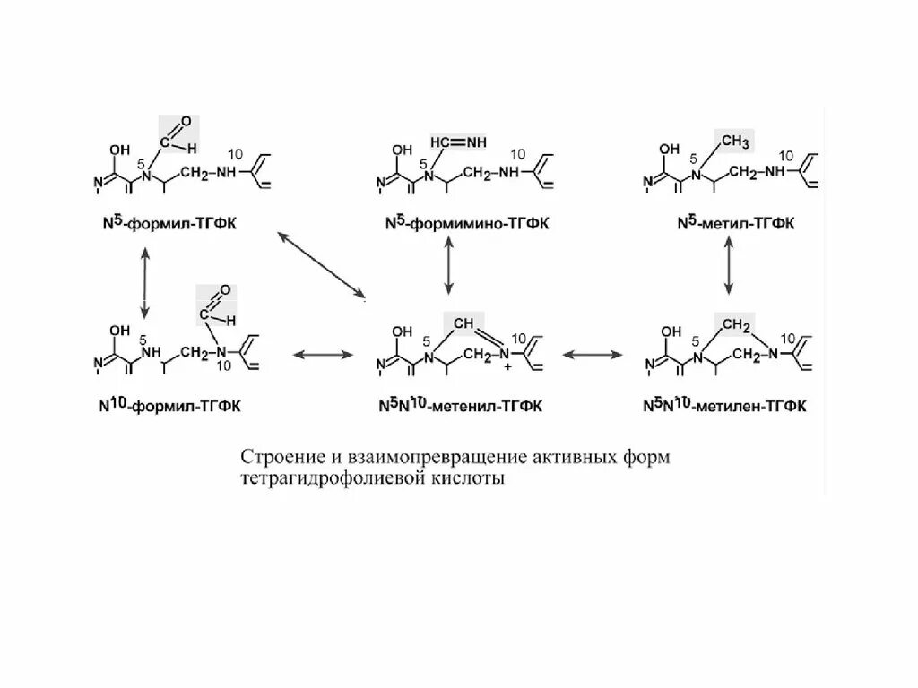 Активная форма в 5. Тетрагидрофолиевой кислоты (ТГФК) И n5-метил-ТГФК. Активные производные ТГФК. Синтез n5,n10-метилен-ТГФК. N5 метил ТГФК.