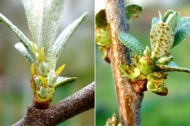 File:Mulberryflowerbud3000px.JPG - Wikipedia
