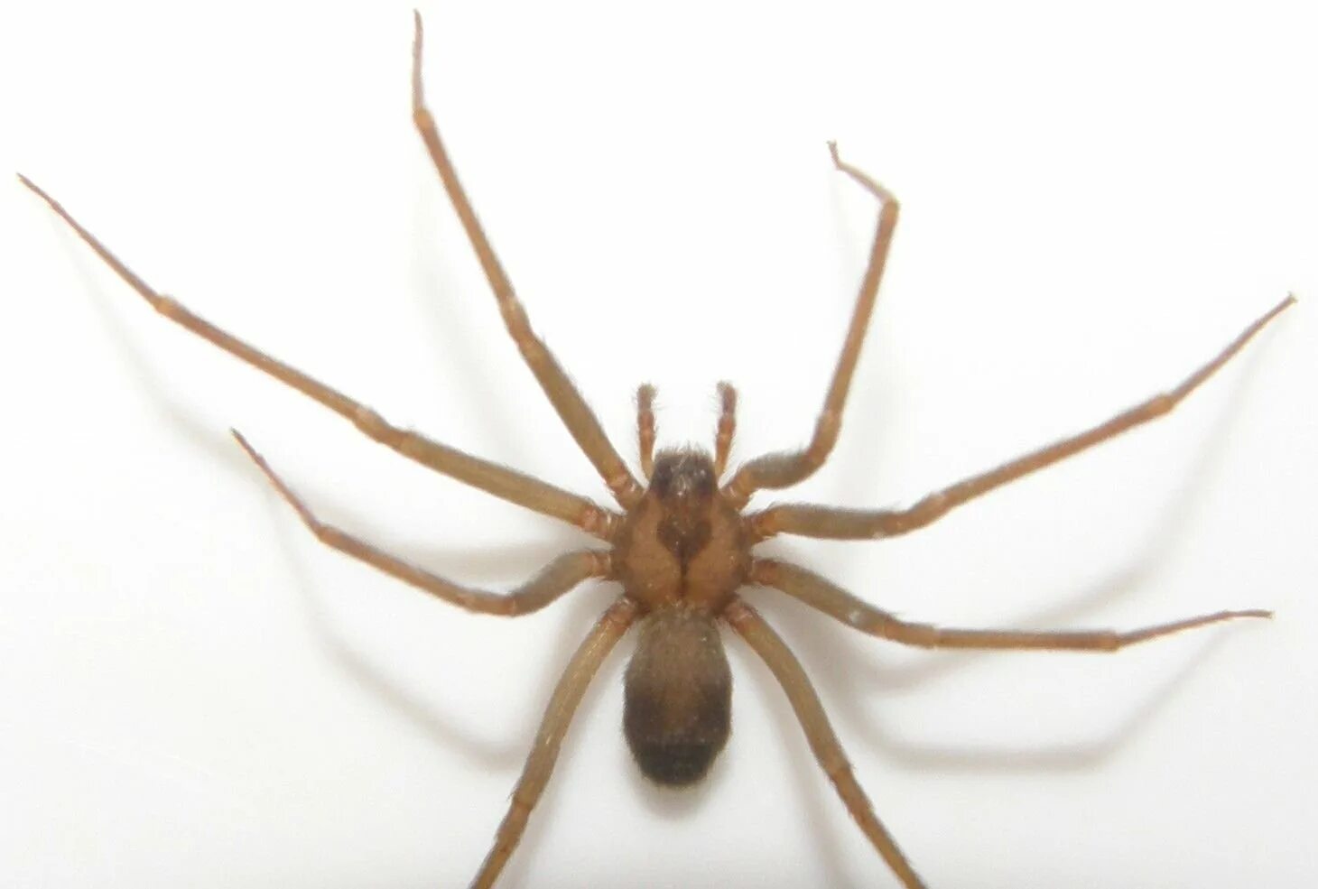 коричневый паук отшельник. паук loxosceles reclusa. коричневый паук отшельник. бурый паук отшельник. коричневый паук бродячий.
