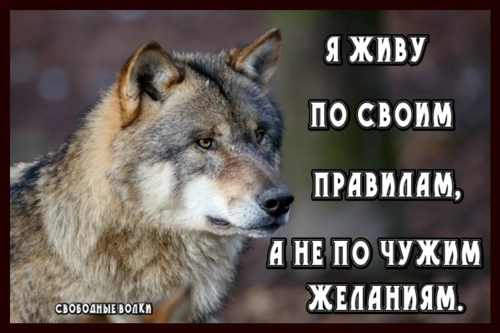 Воет днем человек. Статус про Волков и шакалов. Статусы с волками. Статусы про Волков. Цитаты волка.