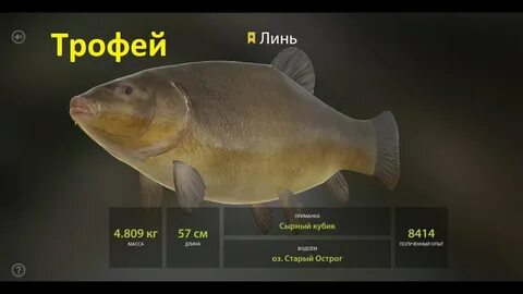 Рр4 интерактивные