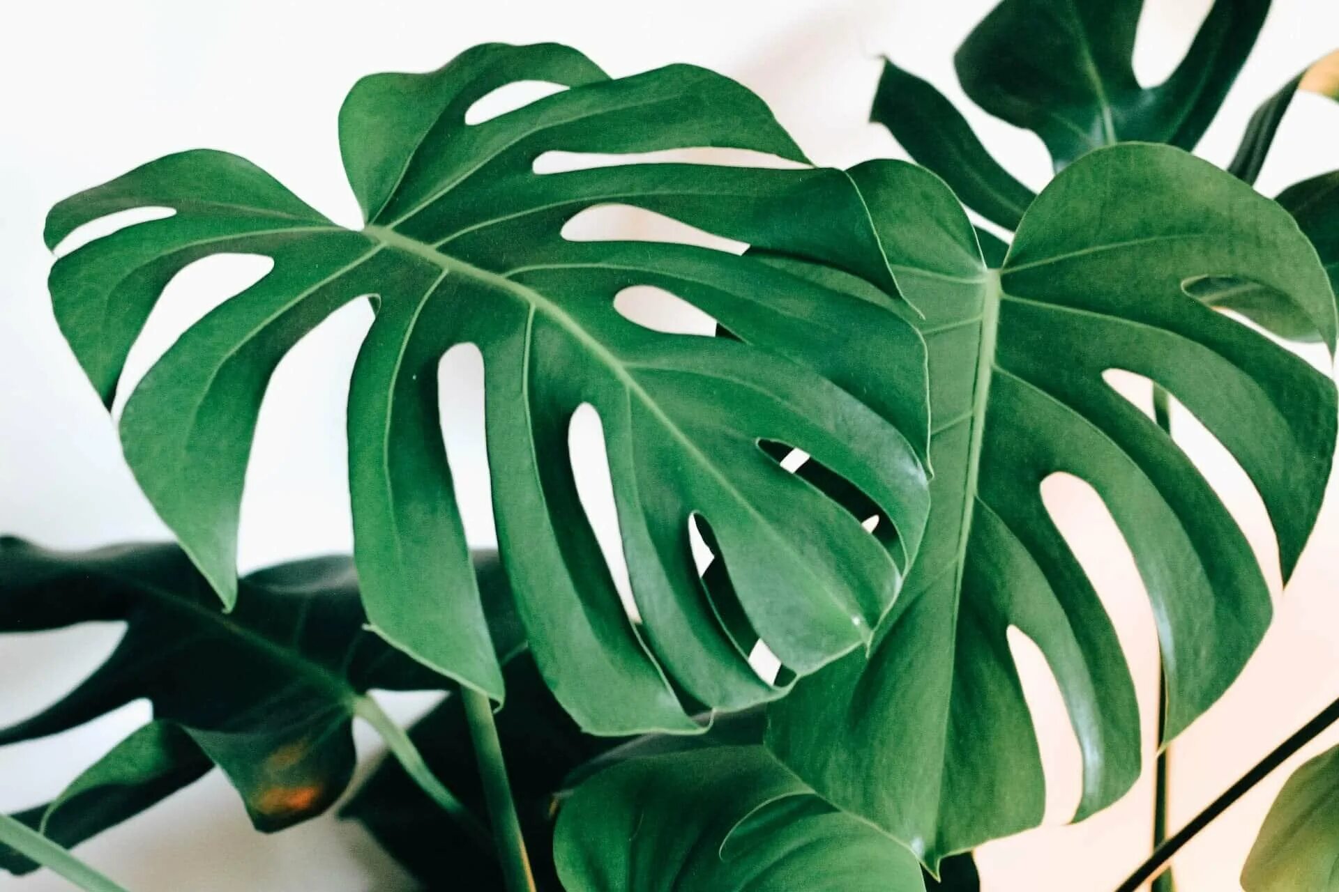 Монстера Делициоза. Монстера деликатесная (Monstera deliciosa). Монстера Делициоза монстера Делициоза