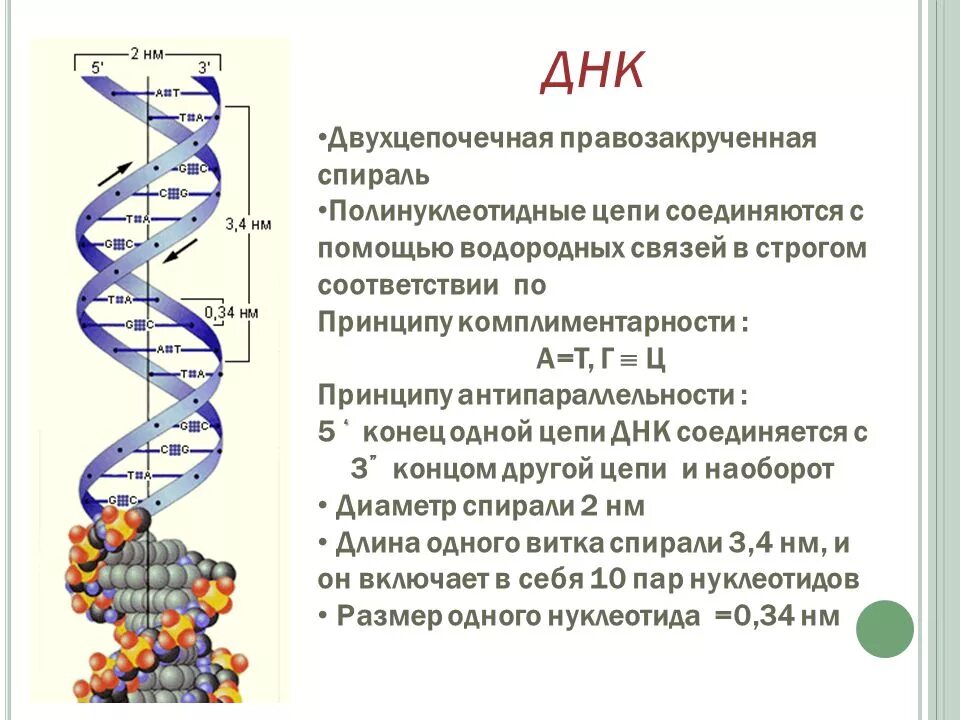 Схема двухцепочечной молекулы ДНК. Структура двойной спирали ДНК. Строение двухцепочечной молекулы ДНК. Правозакрученная спираль ДНК.