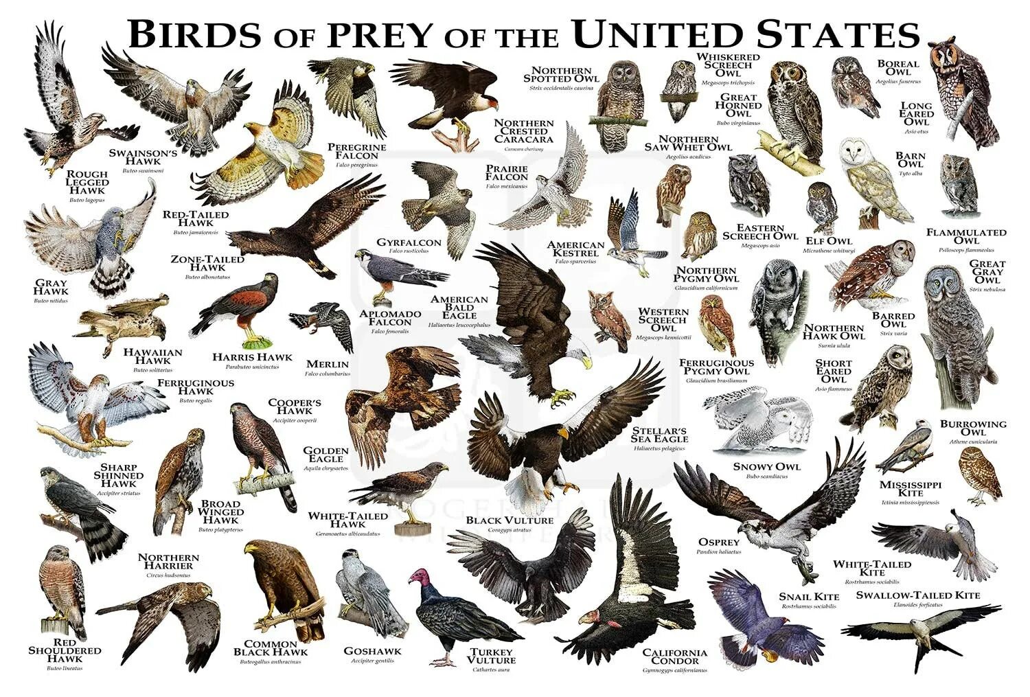 Хищные птицы. Птицы и их названия. Птицы хищники список. Хищные птицы виды.