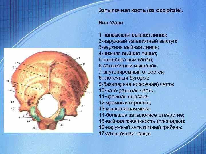 Задние кости черепа. Внутрияремный отросток затылочной кости. Затылочная кость черепа анатомия. Затылочная кость внутренний затылочный Выступ.