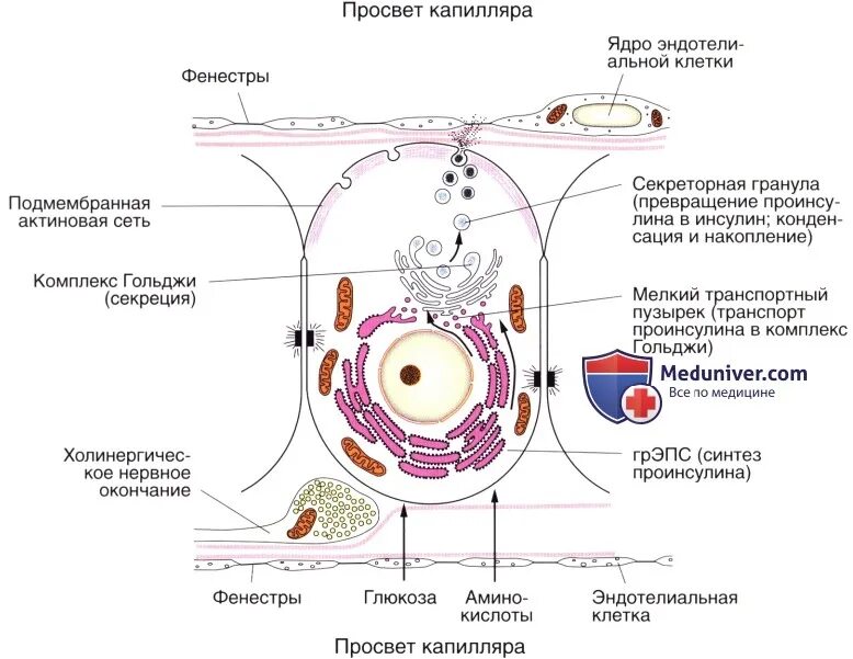 Инсулин синтезируется клетками островков лангерганса. Панкреатический островок гистология. Островки Лангерганса гистология. Островки Лангерганса поджелудочной железы гистология. Гранулы зимогена в клетках поджелудочной железы.