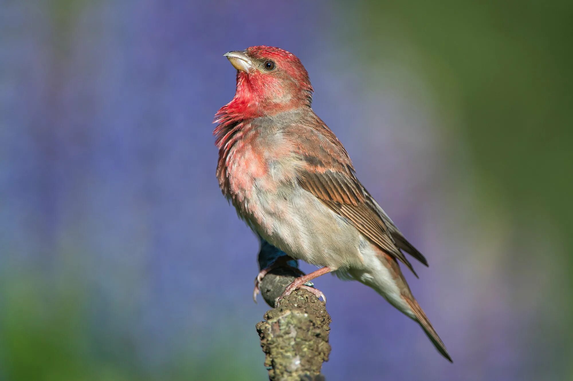 Сибирская чечевица Вьюрковые. Певчие воробьиные Вьюрковые. Carpodacus erythrinus. Красношапочная чечевица.