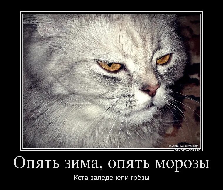 Стихи о котах. Грустные стихи про котиков. Грустные песни про кота. Стих про кота грустный. Стих про уличного кота.