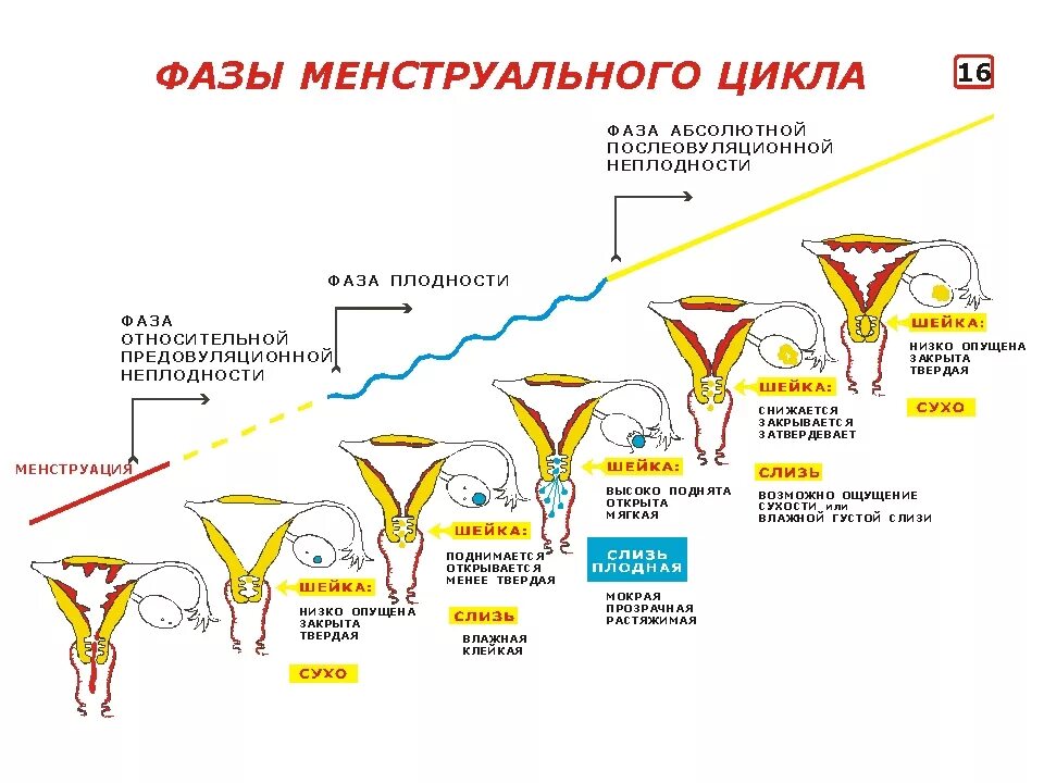 Цервикальная слизь. Пролиферативная фаза менструационного цикла. Фазы цикла менструационного цикла. Фазы маточного менструационного цикла. Фаза секреции менструационного цикла.