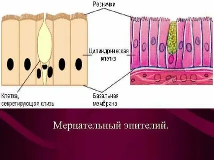 Строение однослойного эпителия