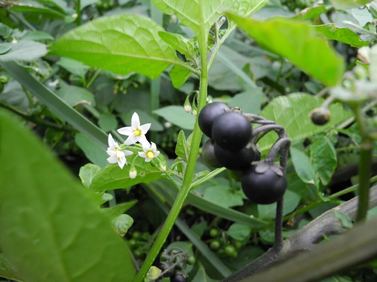 Паслен черный род. Паслен санберри. Паслён чёрный. Паслен черный санберри. Паслен черный (Solanum nigrum).