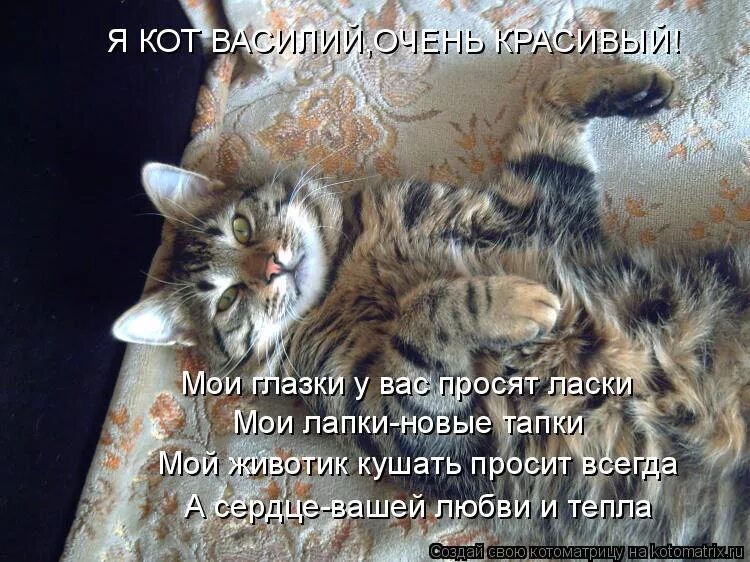 Кот просит ласки. Кот хочет ласки. Кот просит ласки. Сонная кошечка. Хочу ласки картинки.