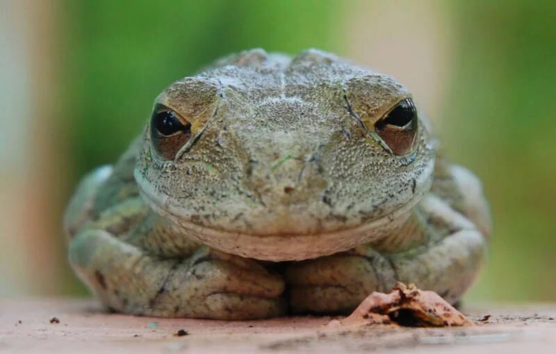 Лягушка француз. Французская лягушка. Удивительная лягушка. Французская лягушка фото. Интересные факты о лягушках.