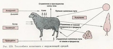 Терморегуляция животных