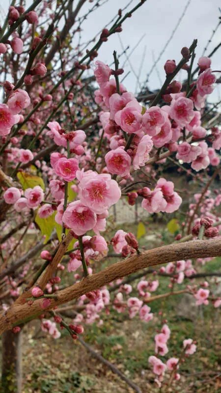 Японский абрикос муме. Японская абрикос цвети. Японская слива + абрикос. Японский абрикос муме. Японский абрикос муме.