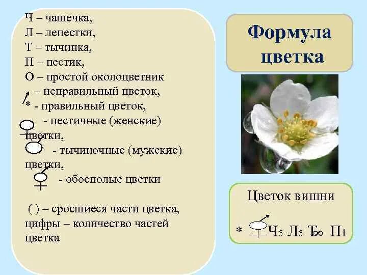 Как составить формулу цветка. Как составить формулу цветка