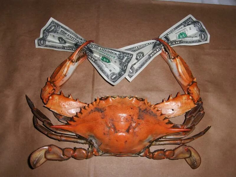 Крутой краб. Смешной краб. Денежный краб. Крабы Геншин. You know the crab like money