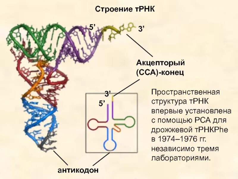 Трнк содержит. Первичная структура трнк. структура транспортной рнк. трехмерная структура трнк. псевдоуридиловая петля трнк.