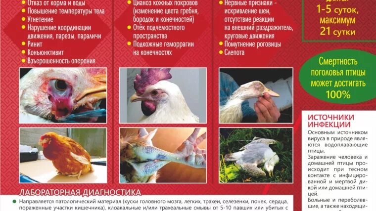 Птичий грипп симптомы у птиц симптомы. Птичий грипп симптомы у птиц профилактика. Симптомы гриппа птиц у кур. Симптомы птичьего гриппа у курей.