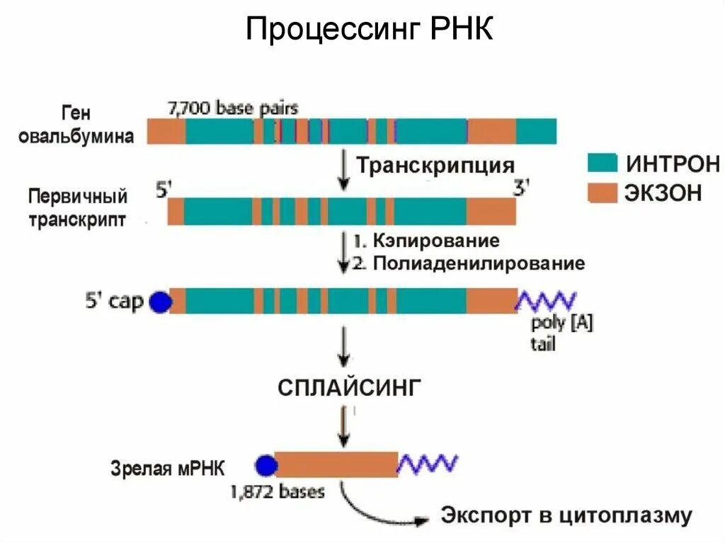 Что такое рнк. Процессинг мрнк гена овальбумина. процессинг матричной рнк биохимия. этапы процессинга пре мрнк. образование ирнк у эукариот этапы.