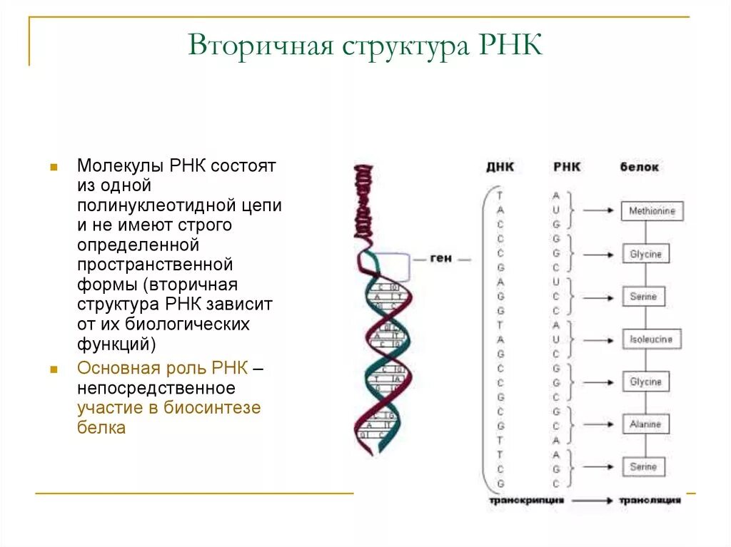 Первичная структура информационной РНК. Структура молекулы РНК. Схема первичной структуры РНК. Первичная структура структура РНК это.