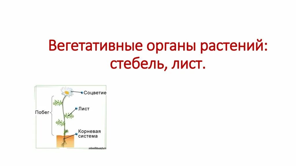 Вегетативные и не вегетативные органы растений. Вегетативные органы растений корень стебель лист. Стебель вегетативный орган. Лист вегетативный орган растения. Назовите вегетативные органы