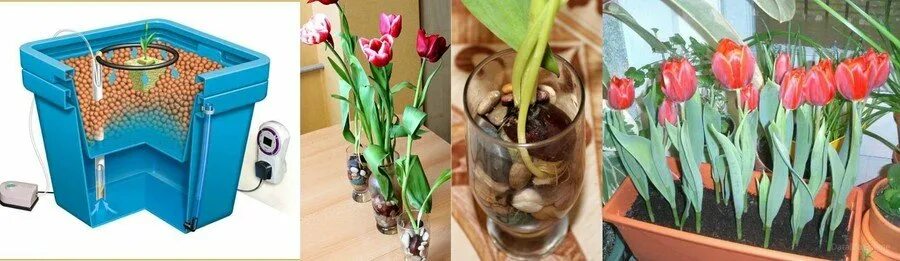 Хранение тюльпанов. Коробки для хранения тюльпанов. Тюльпаны в воде луковицы. Хранение луковиц тюльпанов.