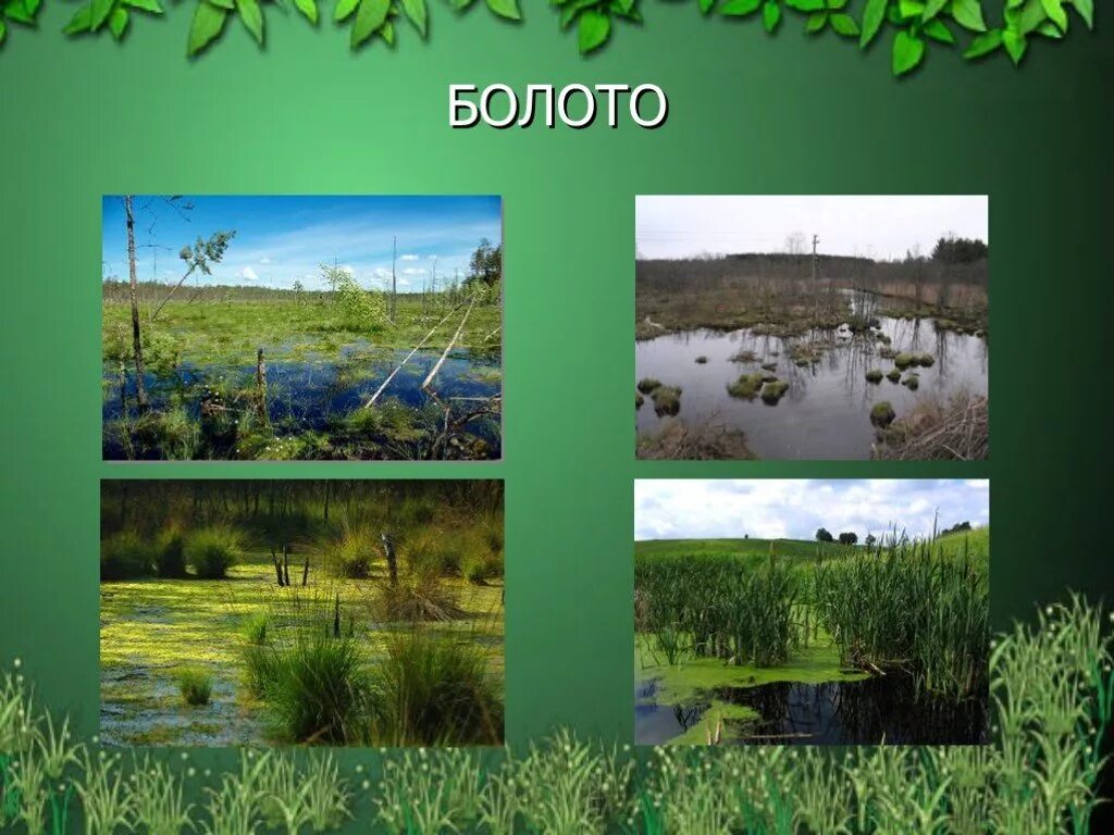 Природное сообщество болото. Экосистема болота. Что такое болото 4 класс. Болото и его обитатели.