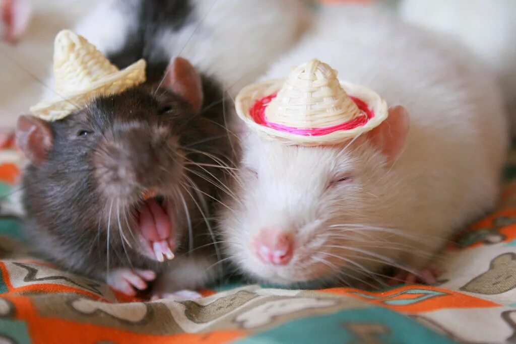 Картинки крысы смешные. Крыса в шляпе. Крыски в шляпках. Крысы в шляпках. Смешные крысы.