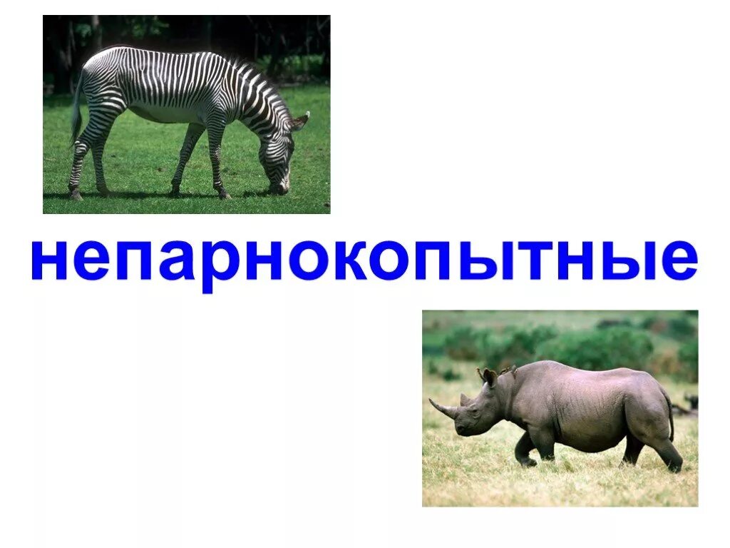 Является ли мамонт непарнокопытным