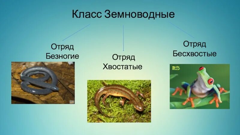 Класс земноводные вариант 1. Отряд безногие отряд хвостатые отряд бесхвостые таблица. отряд бесхвостые земноводные безногие таблица. отряды хвостатых, бесхвостых,безногих земноводных. класс амфибии бесхвостые хвостатые безногие.