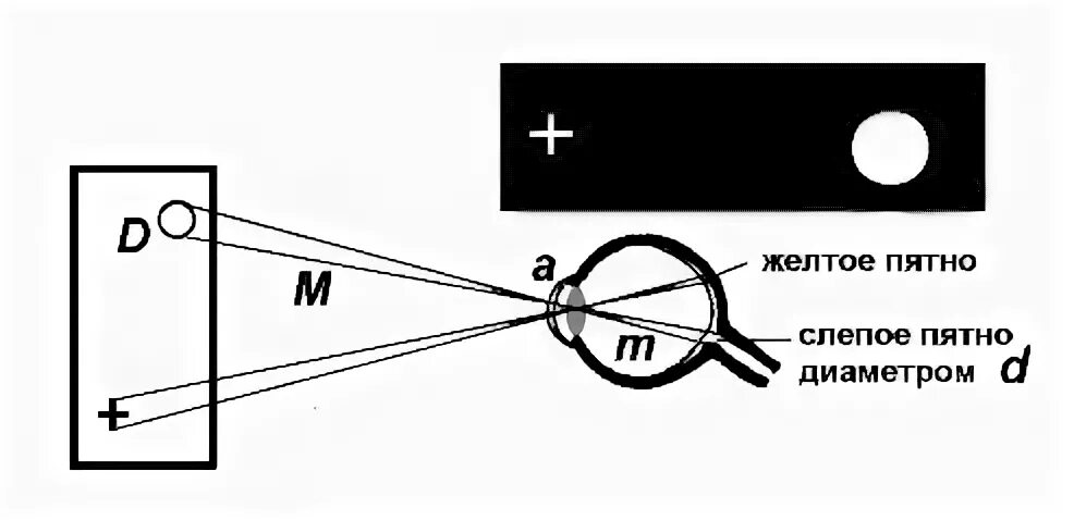 Слепое пятно опыт. Обнаружение слепого пятна сетчатки глаза. Слепое пятно определить. Выявление слепого пятна. Слепого пятна сетчатки глаза