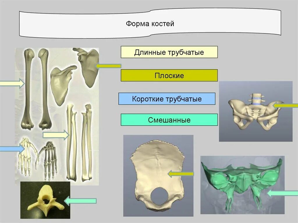 Формы костей. Трубчатые губчатые плоские кости. Форма плоской кости. Кости трубчатые губчатые плоские смешанные.