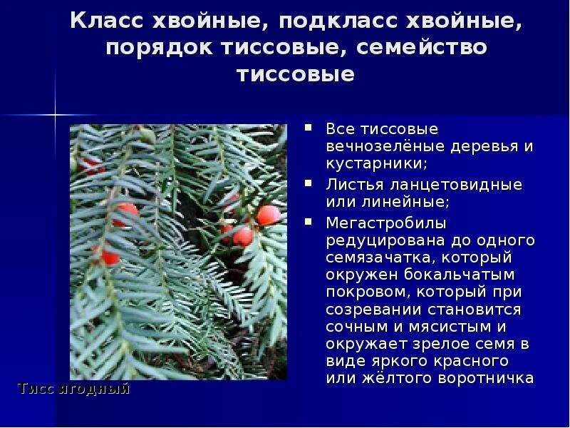 К голосеменным высшим растениям относятся. Голосеменные 5 класс биология. Класс хвойные. Порядок хвойные. Класс хвойные порядок.