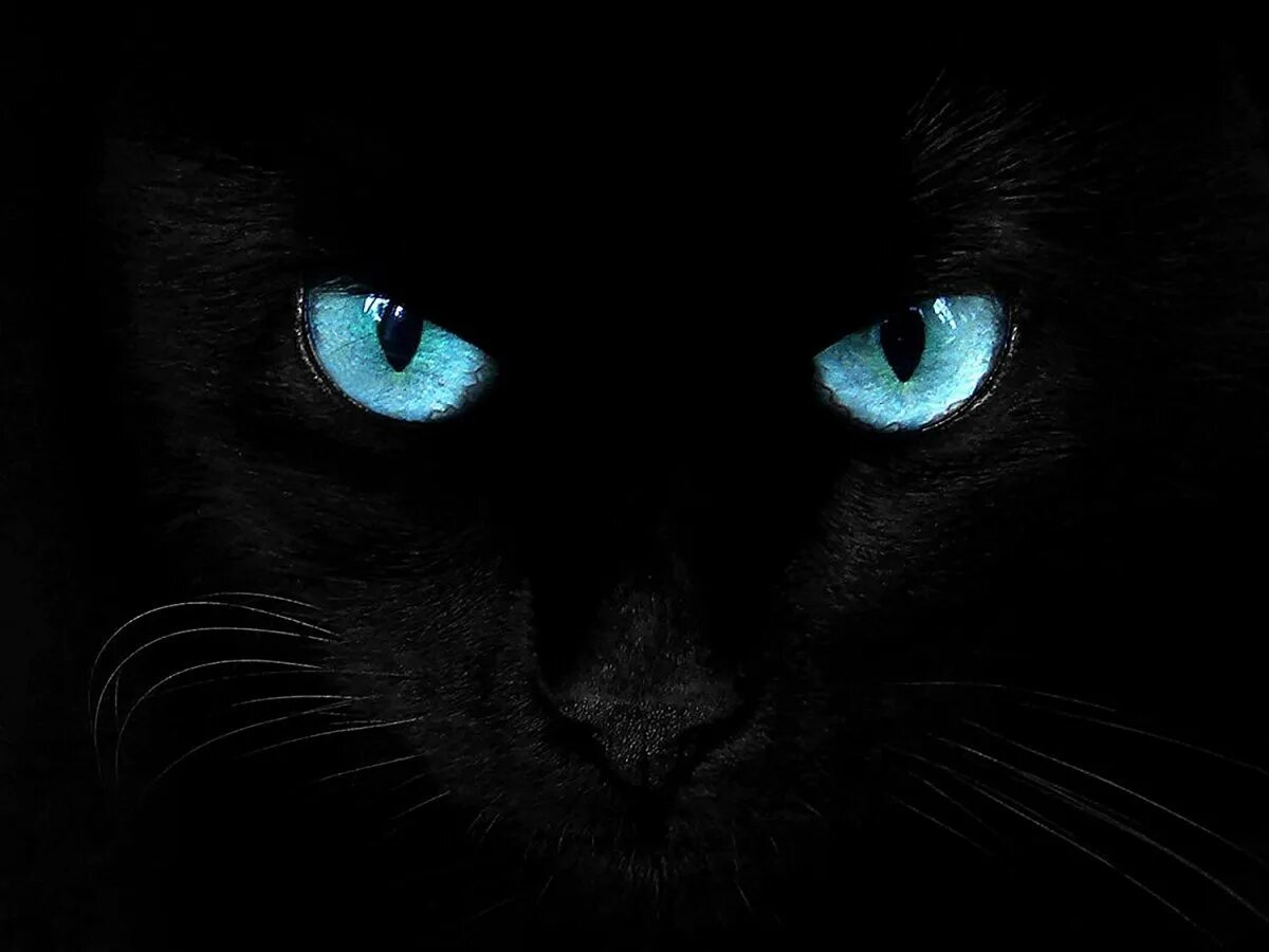 Black cat eye. Черный кот с голубыми глазами. Чёрная кошка с голубыми глазами. Чёрная кошка с синими глазами. Глаза пантеры.