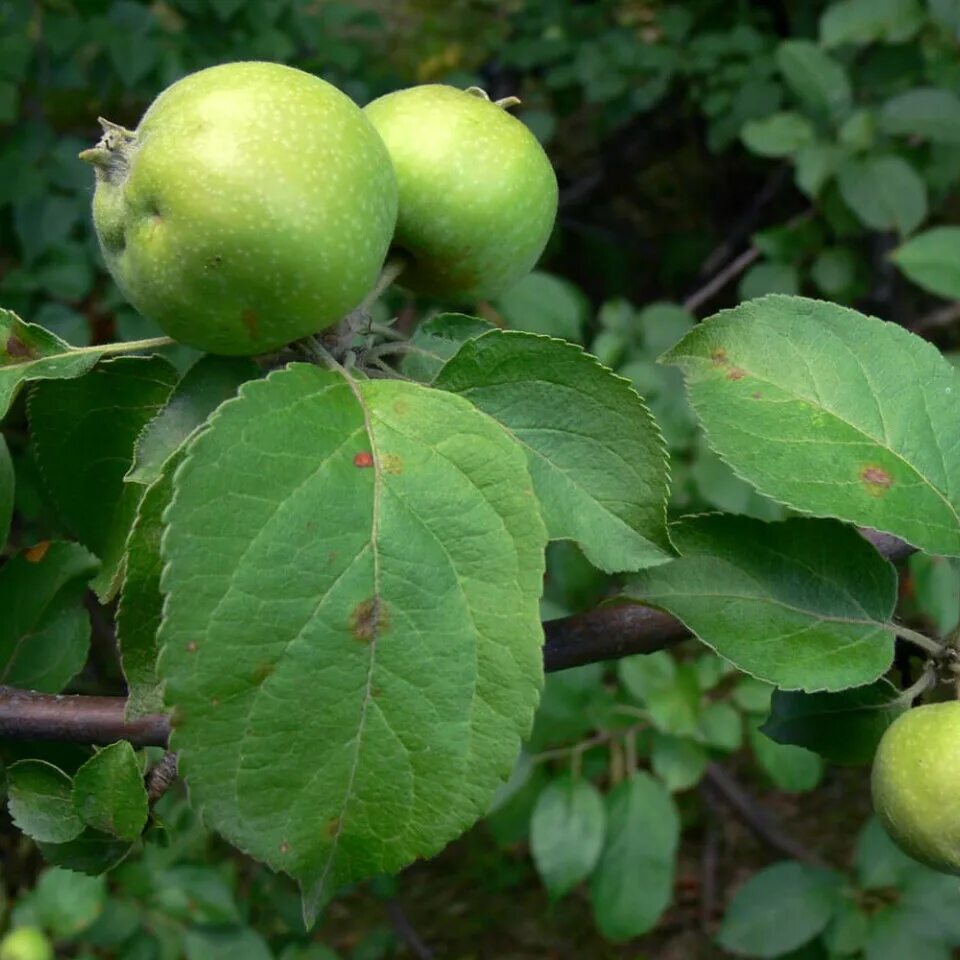 Вид яблони домашней. Яблоня Malus domestica. Яблоня домашняя (Malus domestica). Яблоня Антоновка дерево.