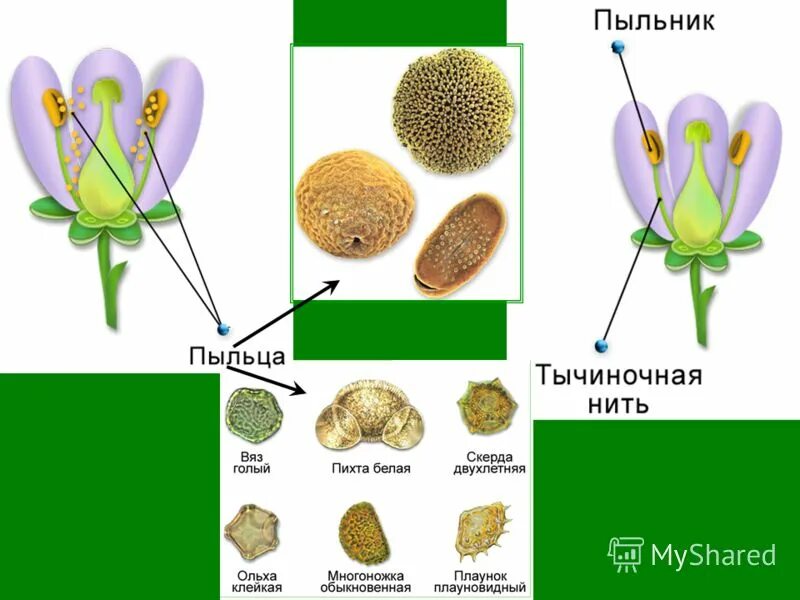 Пыльца созревает в тычинках