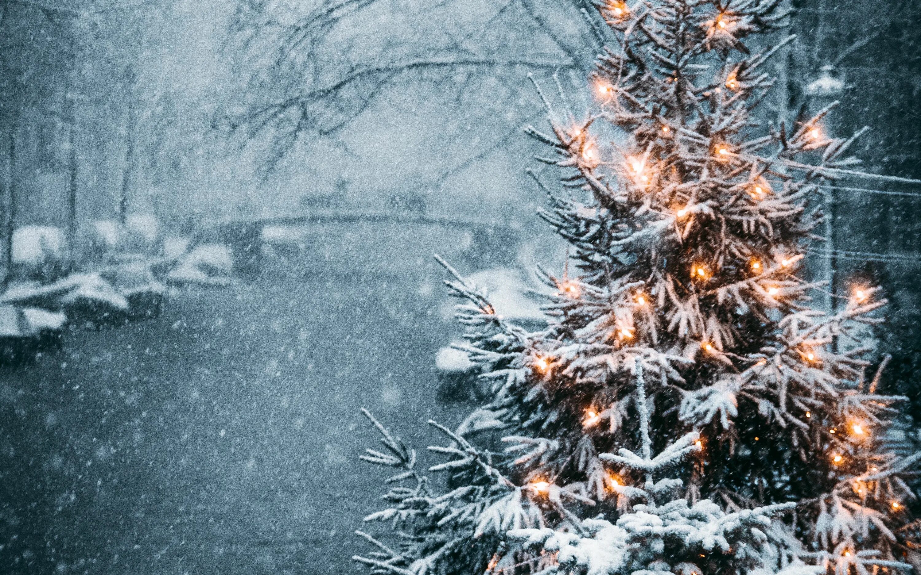 Зимняя елка. Новогодняя природа. Зимняя елочка. Новый год в лесу.