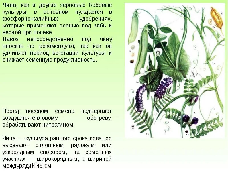 Кормовое бобовое растение