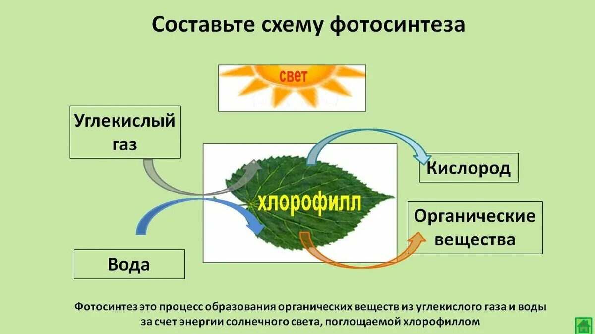 Зеленые растения днем поглощают кислород. Схема процесса фотосинтеза. Процесс фотосинтеза у растений схема. Схема процесса фотосинтеза 7 класс. Этапы фотосинтеза схема.