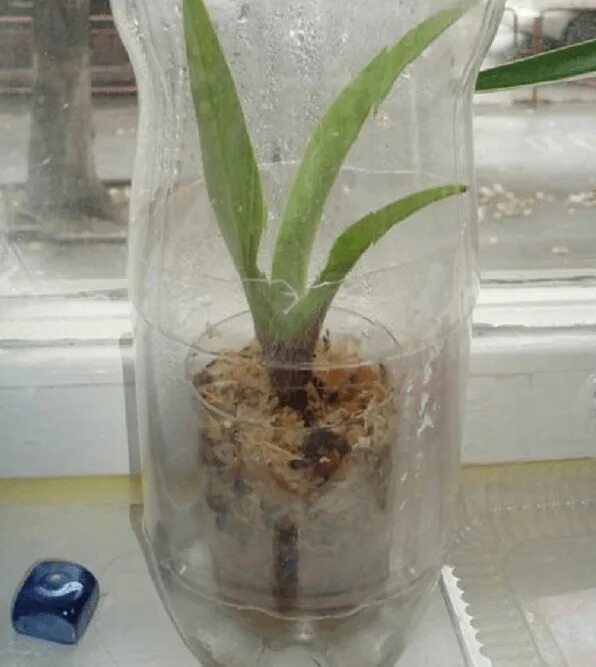 Орхидея фаленопсис реанимация. Реанимация орхидеи на керамзите.