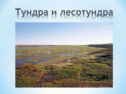 Лесные зоны тундра