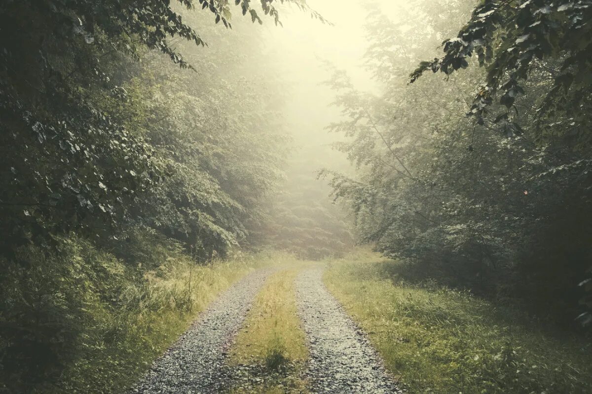 Дождь в лесу стих. Дождь в лесу. Дорога в тумане. Туманная дорога в лесу. Лес туман дорога.
