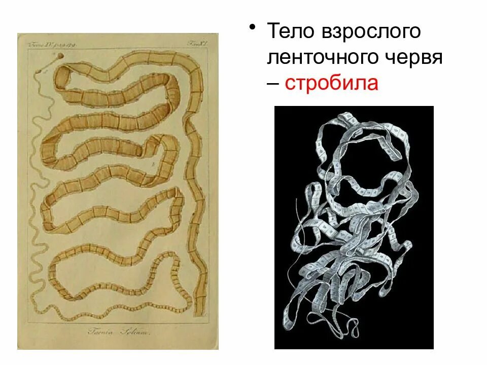 Про ленточных червей. Стробила ленточных червей. Стробила это ленточных.