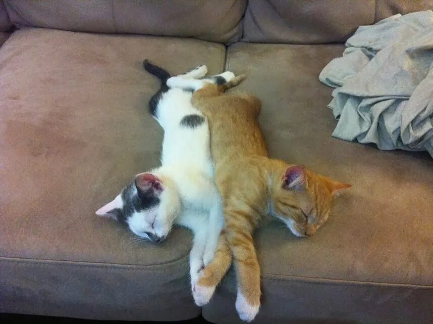 Коты спят или нет. Спящие коты. смешные позы кошек. спящие коты смешные.