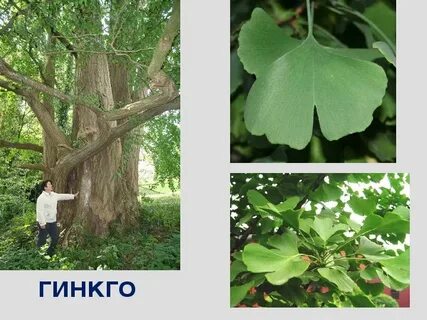 Гинкго двулопастный голосеменное растение