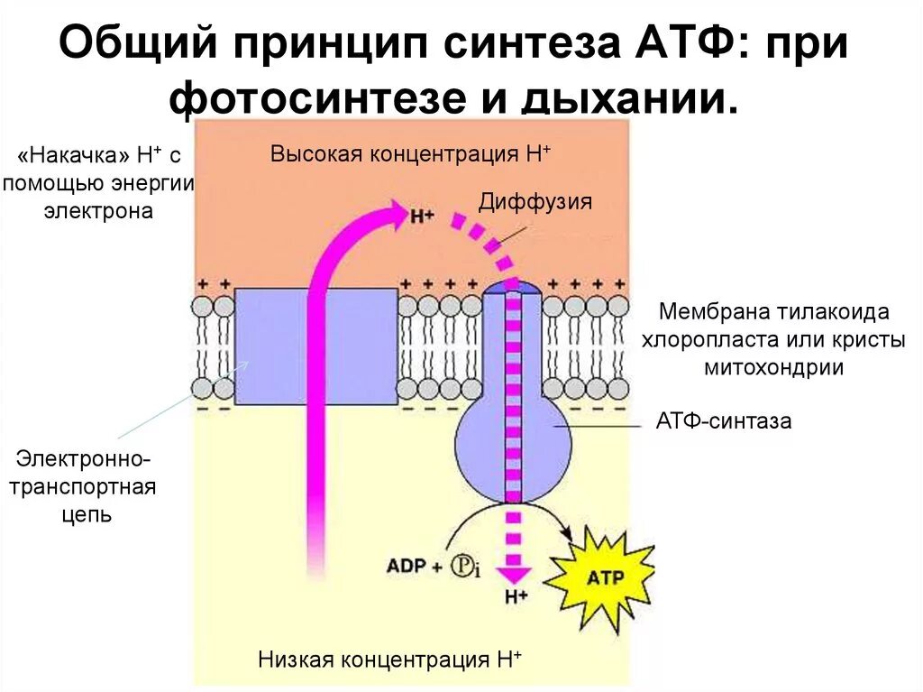 Атф канал. Мембрана дыхание Синтез АТФ. Синтез АТФ на мембране митохондрий. АТФ синтезируется в мембране тилакоидов. Синтез АТФ электронно транспортная цепь.