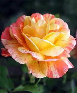 Marvels rose