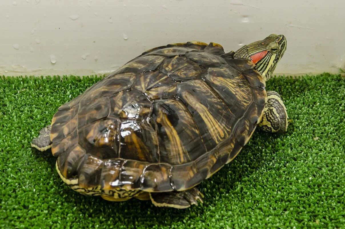 Черепаха форма. Среднеазиатская красноухая черепаха. Красноухая черепаха сухопутная. Красноухая Речная черепаха. Американская красноухая черепаха.