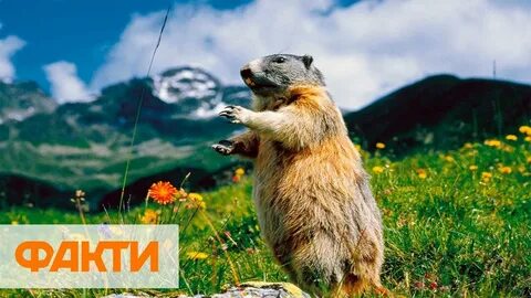 Балет бейнесіндегі жалаңаш жігіт